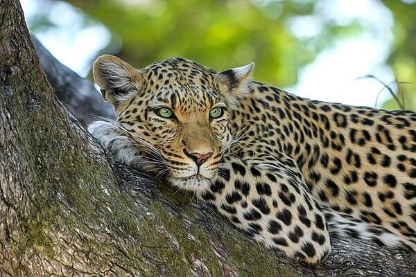 leopard gc6bf2fff7 640 1