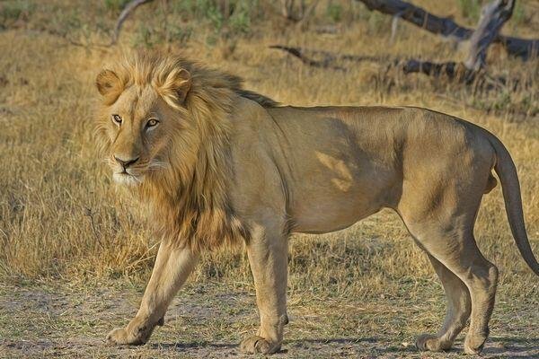 lion safari tours in india 3