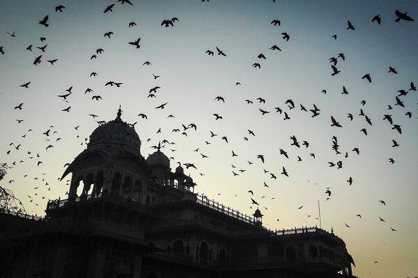luxury safari tours in india 2 1