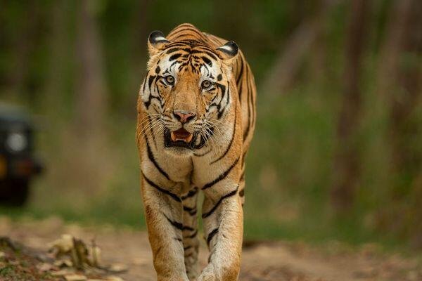 magnificent tiger at tiger safari tour in india 1