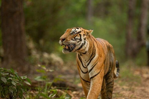 marvelous tiger safari in india 3