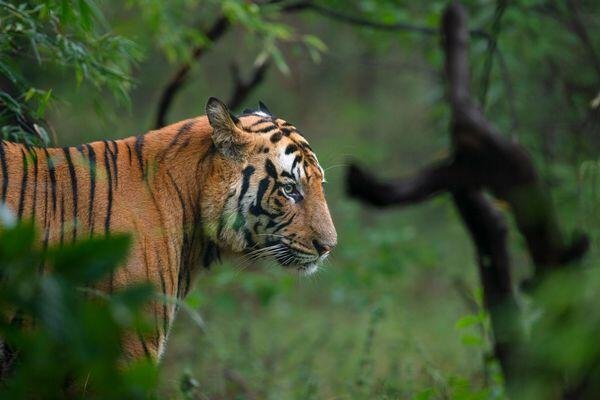 marvelous tiger safari in india 3 1