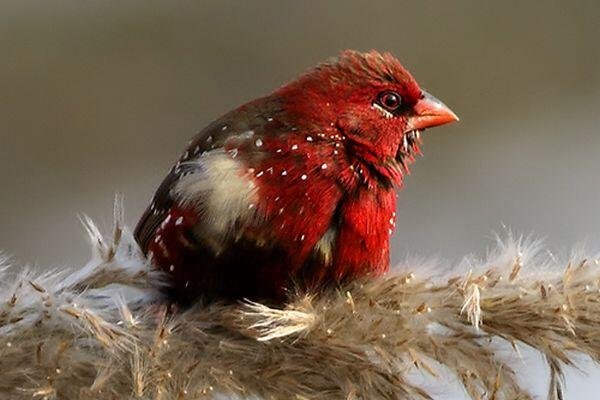red birding tour 1
