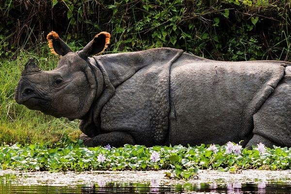 rhino in kaziranga national park 1