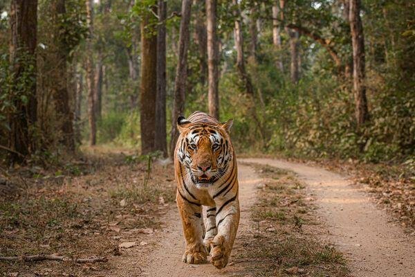 spelndid tiger safari tour in india 4 1
