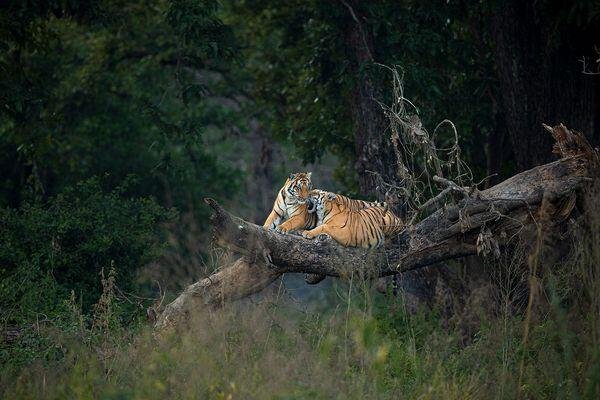 tiger beauty spotted at tiger safari tour in india 1