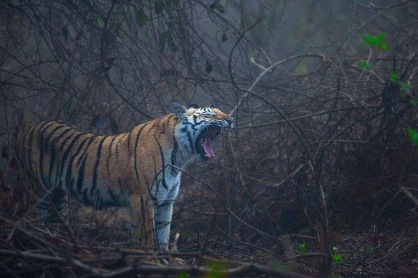 tiger beauty spotted at tiger safari tour in india 2 1