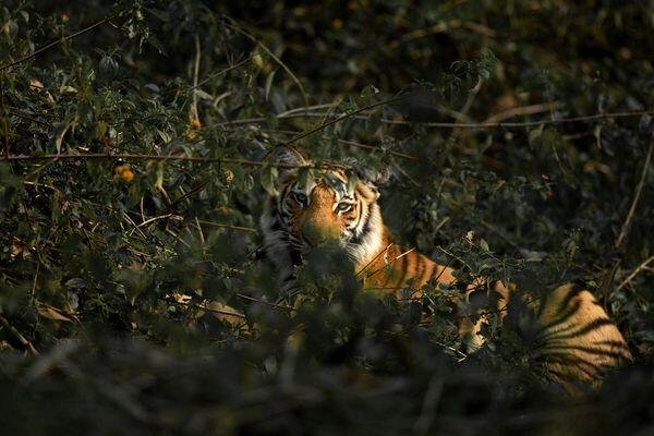 tiger beauty spotted at tiger safari tour in india 3 1