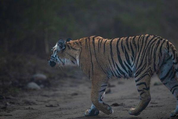 tiger beauty spotted at tiger safari tour in india 4 1