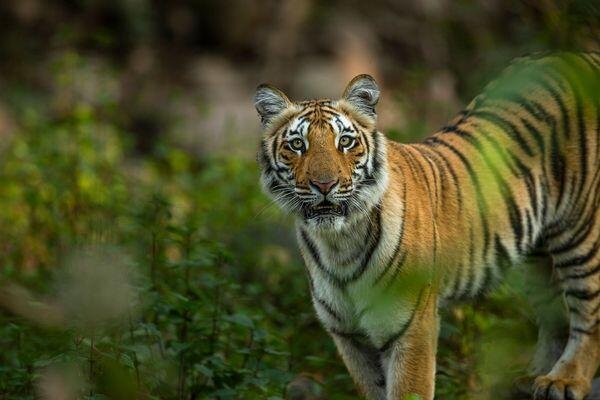 tiger beauty spotted at tiger safari tour in india 5 1