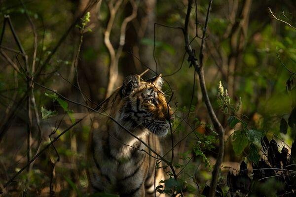 tiger beauty spotted at tiger safari tour in india 6 1