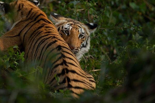 tiger running at tiger safari tour in india