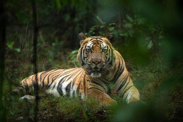 tiger running at tiger safari tour in india 2
