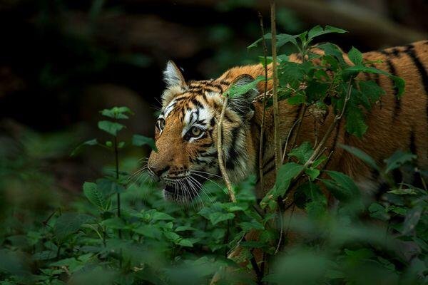 tiger running at tiger safari tour in india 4 1