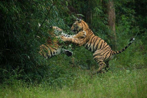 tiger running at tiger safari tour in india 5 2