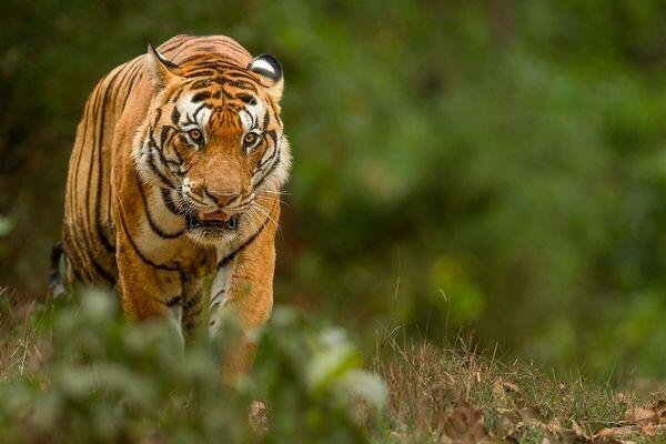 tiger walk during tiger safari tour in india 4