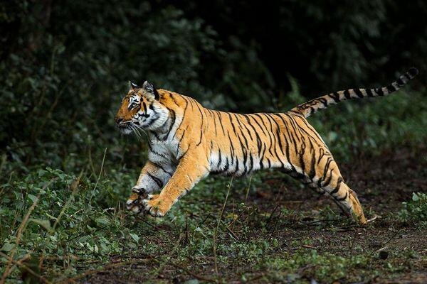 tiger walking during tiger safari tour in india