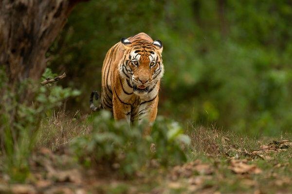 tiger walking during tiger safari tour in india 3