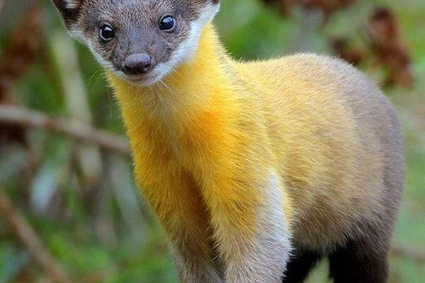 yellow belly mongoose