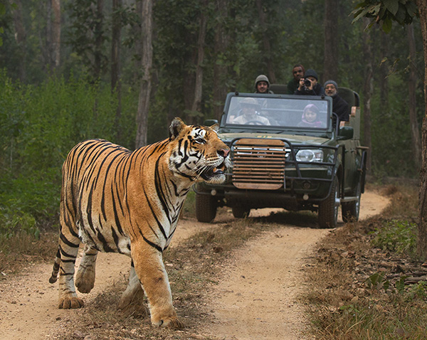 tiger safari india video