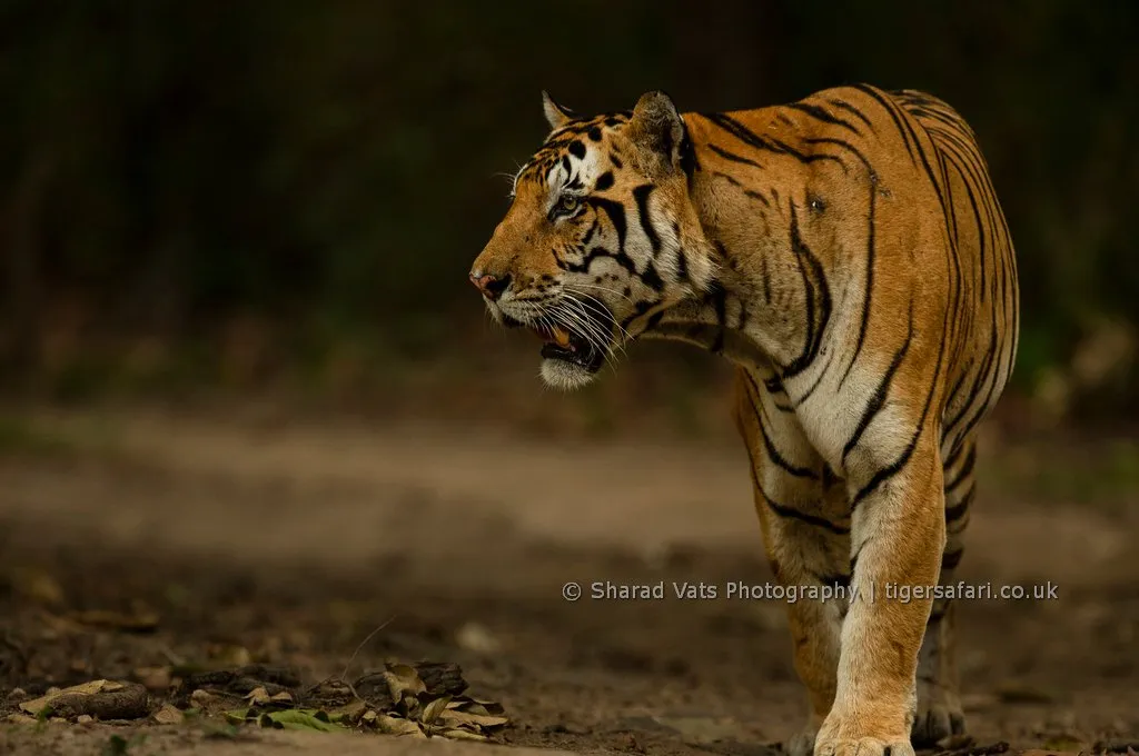 tiger safari uk gallery 2