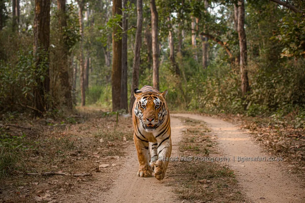 tiger safari uk gallery 3