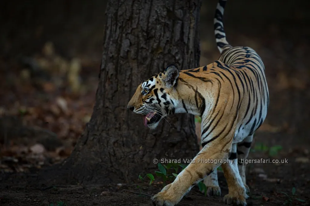 tiger safari uk gallery 8