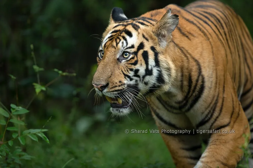 tiger safari uk gallery 9