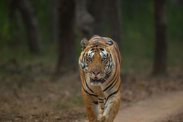 Tiger Safari Resort in Sawāi Mādhopur, India