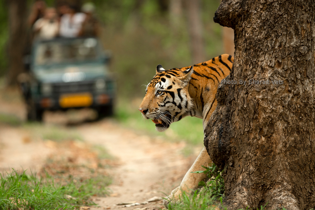 Avoid Crowding and Overexposure in jungles