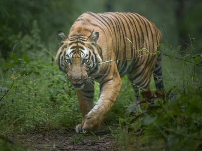 Big Cats of India Tour