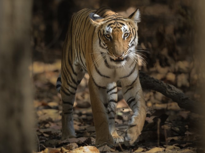 Corbett kanha and Bandhavgarh Tour