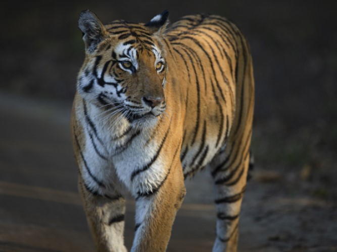 Luxury Tiger Safari Tour in india