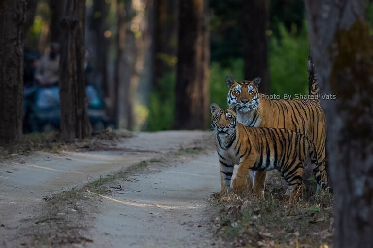 Minimize Human Disturbance keeping distance in jungle