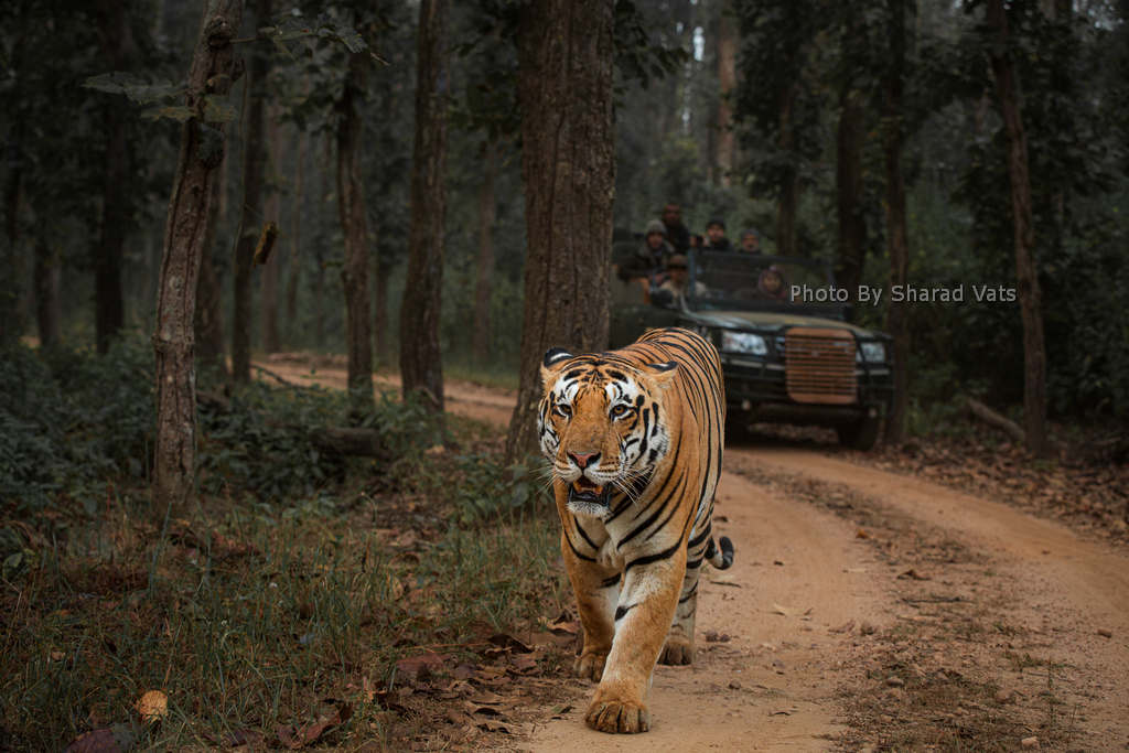 Respect Wildlife and Their Habitat