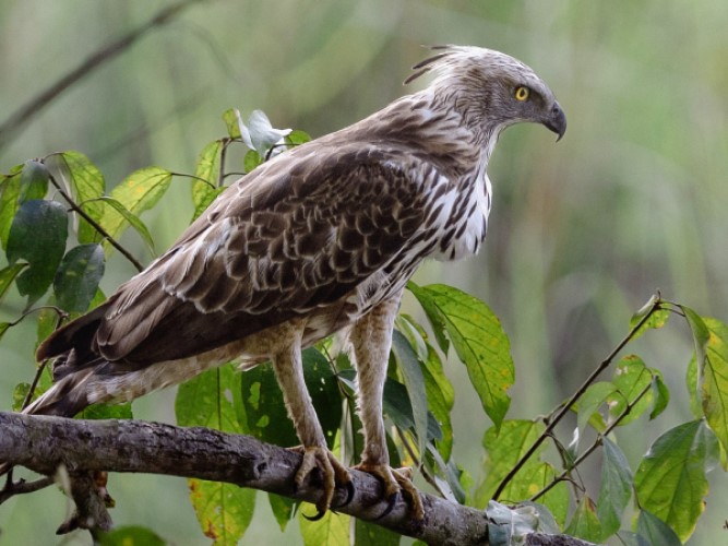 Tiger and Bird photographic sfarai