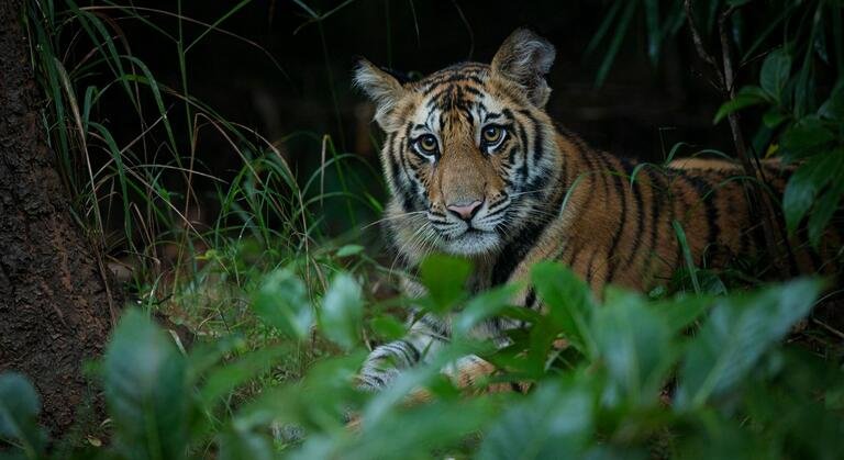 bandhavgarh tiger safari tour in india