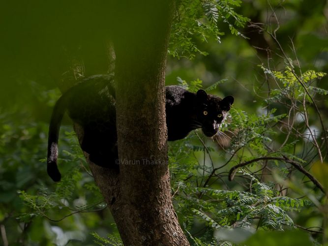 black panther safari tour in india 3 3