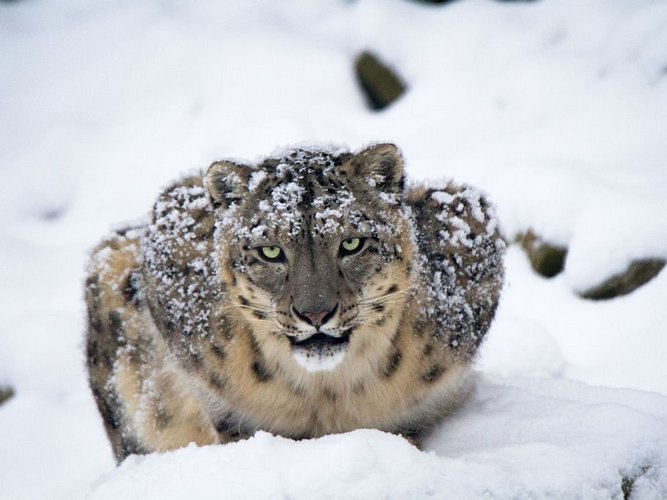 A picture from a snow leopard.
