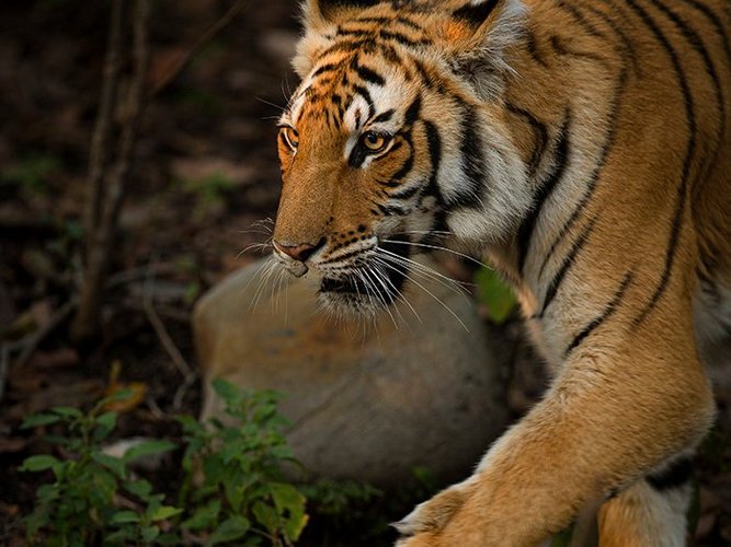 tiger safari golden triangle tour in india