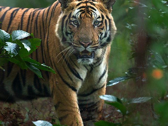 tiger safari in Bandhavgarh