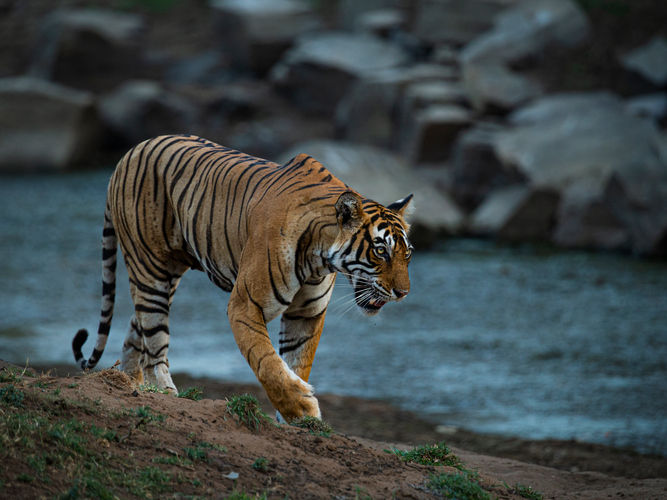 tiger safari in ranthambore