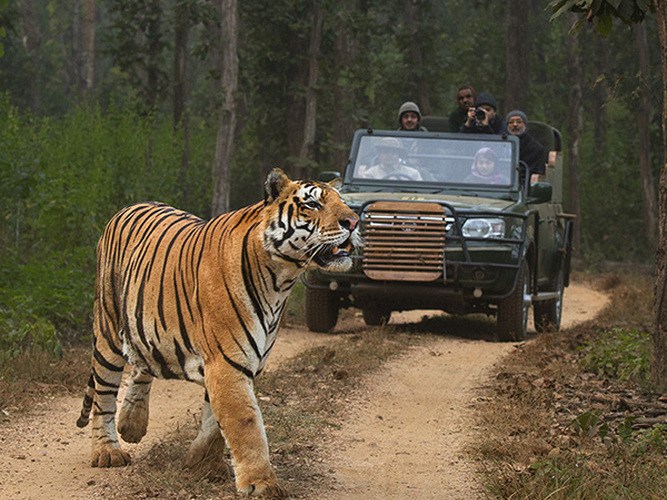 tiger safari india and temples tour