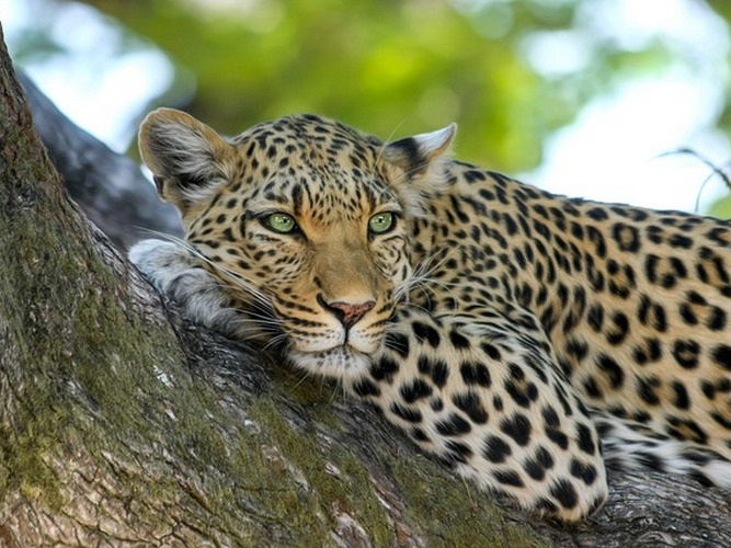 tiger safari & leopard tour of india