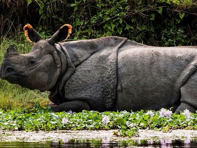 tiger safari & rhino tour of India