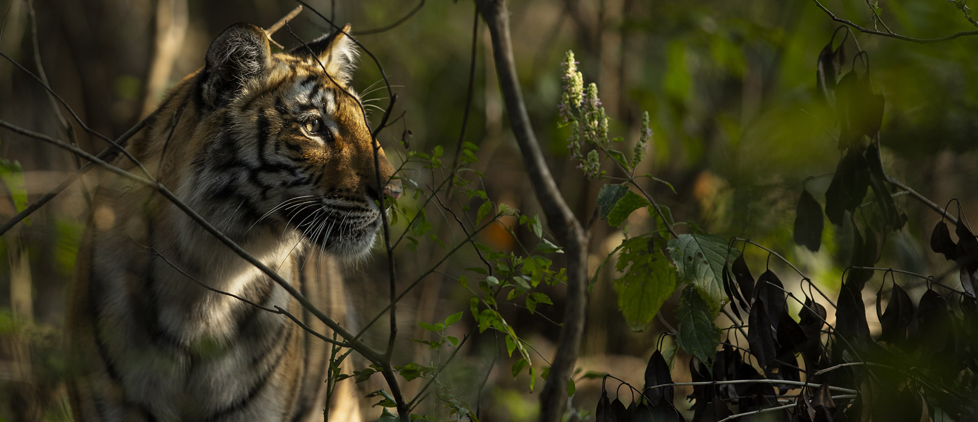 tiger safari india blog banner