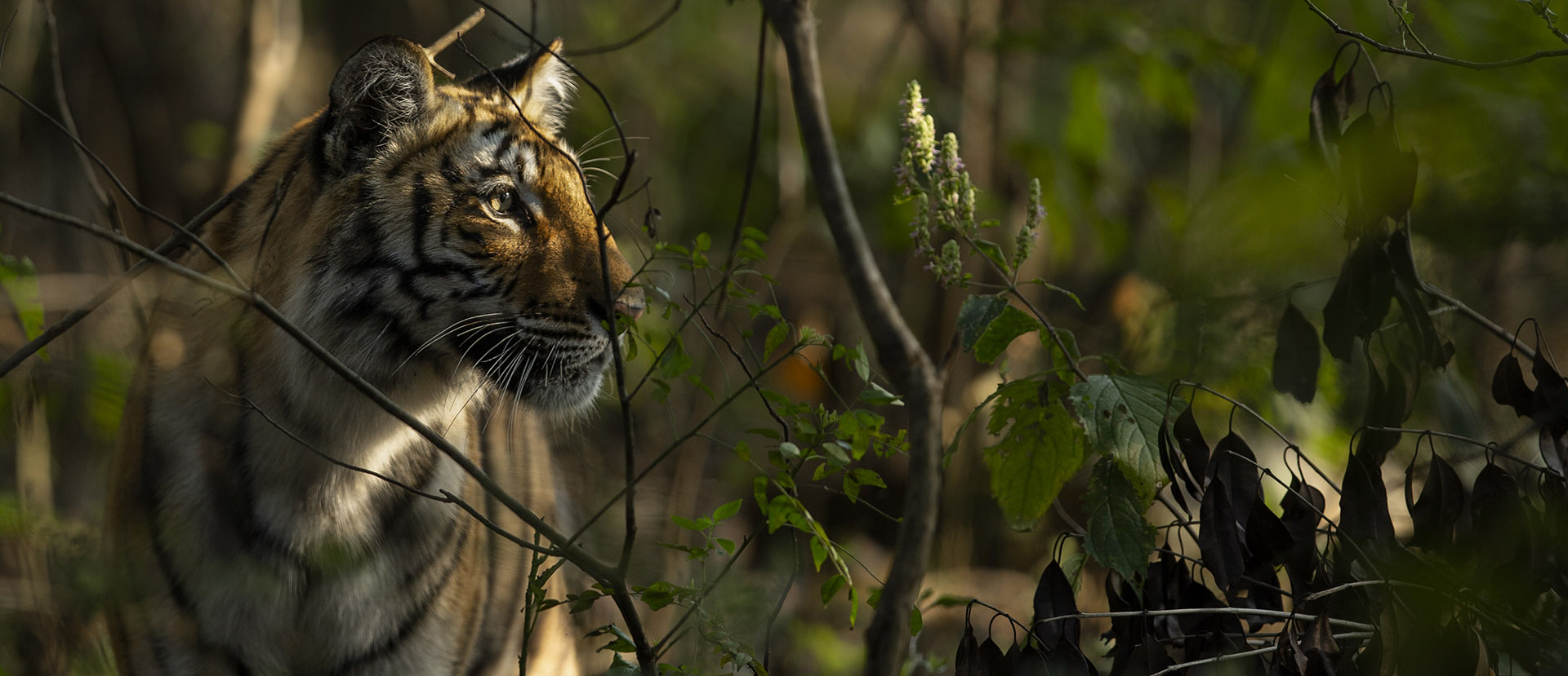 Bengal Tiger, Sumatran Tiger & Siberian Tiger Comparison - Tiger Safari  India Blog