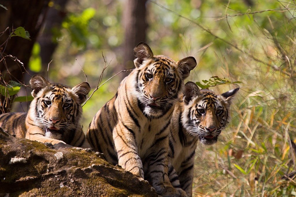 Bengal tiger cubs in corbett national park safari