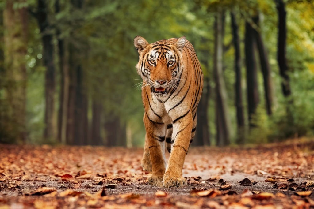 Bengal tiger walking during safari in India