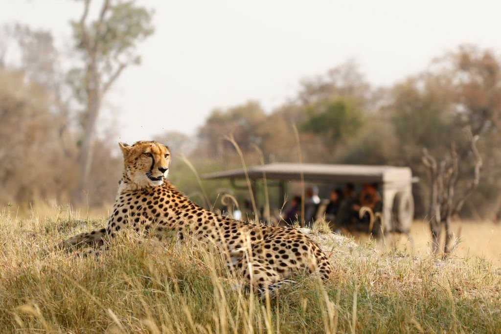 cheetah wildlife safari drive Africa